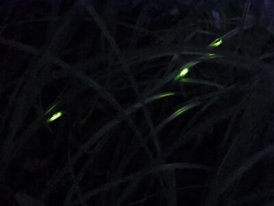 水辺の草むらで光るヘイケボタル